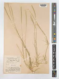 Image result for Sporobolus spicatus