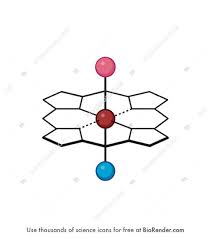 Image result for Heme