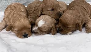 We did not find results for: Cockapoo Puppies For Sale Near Me Home Facebook
