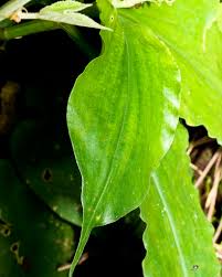 Image result for Aneilema umbrosum