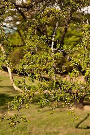 Image result for Terminalia mollis