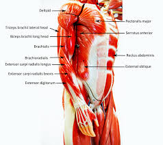 Vertebrate somatic muscle is comprised of numerous multinucleated myofibers, each of which musfig 5a & b: Human Muscle Model Diagram