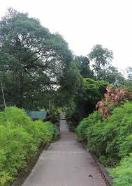 Image result for Achyrospermum micranthum