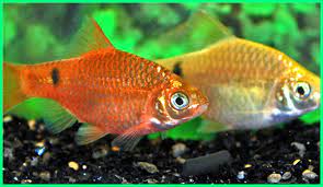 Bisnis ikan hias sekarang ini banyak dilakukan dari rumah, dengan memanfaatkan teras, halaman untuk ikan hias yang biasa diperjual belikan ini beraneka ragam jenis dan harganya, ada yang satunya seharga plus, pemeliharaan dan budidaya yang cukup mudah. 10 Ikan Hias Paling Mudah Dan Cepat Berkembang Biak Ekor9 Com Ekor9 Com