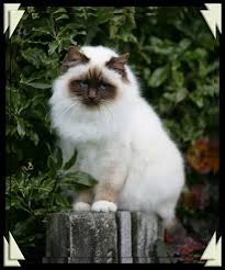 Great Chocolate Point Color On This Beautiful Birman Girl Chat Sacre De Birmanie Sacre De Birmanie Beaux Chats