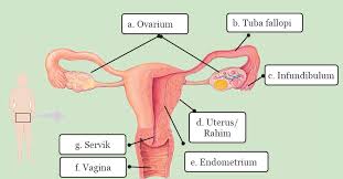 Gambar Struktur Organ Reproduksi Wanita Brainly Co Id Tentunya struktur dan organ reproduksi. gambar struktur organ reproduksi wanita