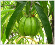 Image result for Garcinia acutifolia