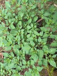 Image result for Physalis lagascae