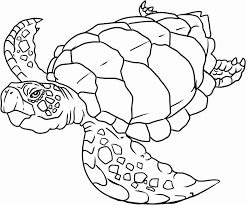 Realistic Animal Coloring Books Beautiful Realistic Animal Coloring Pages Coloring Home In 2020 Turtle Drawing Turtle Coloring Pages Sea Turtle Drawing