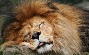 After Eating A Large Meal Lions Can Sleep For Up To 24 Hours Straight Sleeping Animals Sleeping Lion Animals
