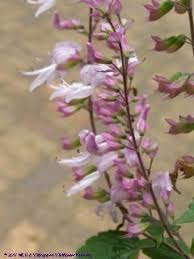 Image result for Ocimum labiatum