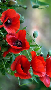 Become a member of this online perfume community and you will be able to add your own reviews. 7 Idees De Bouquet De Coquelicots Bouquet De Coquelicots Coquelicots Coquelicots Peinture