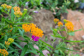 Butterfly weed was given another common name, pleurisy root. Butterfly Weed Plant Care Growing Guide
