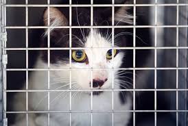 Please select petrescue id pet name group article. Woman Pleads No Contest In North Las Vegas Cat Hoarding Case Las Vegas Sun Newspaper