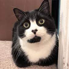 1920x1080 lovely cat wallpaper hd desktop hd background wallpapers free cool tablet smart phone 4k high definition 1920ã—1080 wallpaper hd. Pictures Of Tuxedo Cats And Kittens