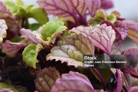 Image result for Plectranthus verticillatus
