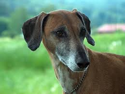 Azawakh Rare Dog Breeds Rare Dogs Dog Breeds