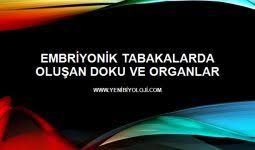 Embriyonik Tabakalarda Olusan Doku Ve Organlar Lenfatik Sistem Ureme Sistemi Komik Fikralar