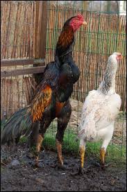 O Shamo Jafar Chickens Backyard Beautiful Chickens Chicken Pictures