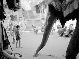 Udaipur Elephant 1