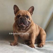 See more of colorado puppies on facebook. Colorado French Bulldog Breeder Cocker Spaniel Miniature Schauzer Shiba Inu