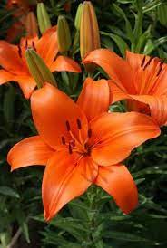 Check spelling or type a new query. Brunello Asiatic Lily Flowers Perennials Lily Flower Asiatic Lilies