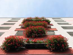 Image result for foto muškáty