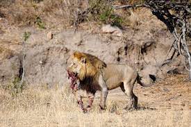 lions of the kruger national park the kings queens of the big cats kruger national park national parks wildlife photography
