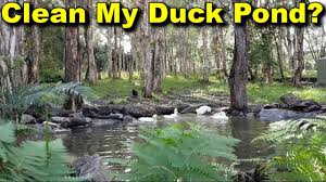How to keep a natural pond clean and clear. Does My Duck Pond Or Dam Need Cleaning Out Youtube