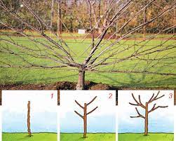 Se potessimo paragonare il ciliegio ad un essere umano, potremmo per quanto riguarda la potatura di produzione, invece, essa parte dal quinto anno della pianta, si effettua a fine estate o a fine inverno, quindi lontano dal periodo vegetativo quando la pianta produce fiori o frutti, e comunque a seconda. Come Piantare Il Ciliegio Passo Passo Giardinaggio Fiori Animali E Centinaia Di Articoli Passo Passo