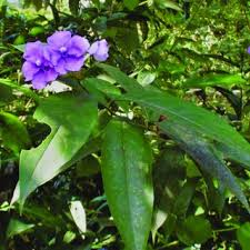 Image result for Pupalia grandiflora