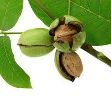 Inadequate chilling can result in little or no fruit. Pin On A Z About Herbal Medicine And Home Remedies