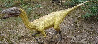 Check spelling or type a new query. Datei Coelophysis Bauri Jpg Wikipedia
