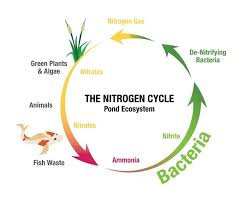 نتیجه جستجوی لغت [nitrogen] در گوگل
