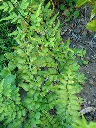 Image result for Pellaea boivinii