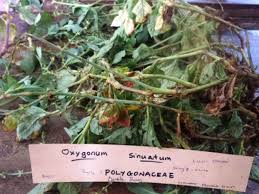 Image result for Oxygonum