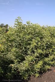 This video include video instant police karma, instant karma, policeactivity thanks to these authors for the provided material. Instant Karma Elderberry Sambucus Nigra Proven Winners