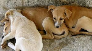 Hyderabad animals shelters & ngos you may contact for dog adoption in hyderabad. Veterinary Services Must Go On Animals Can T Suffer During Covid 19 Modi Govt Tells States