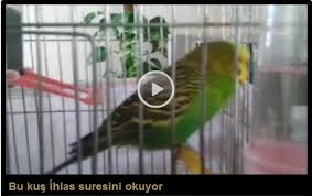 Bu Kus Ihlas Suresi Ni Eksiksiz Okuyor En Son Haber