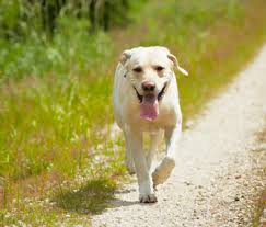 Check spelling or type a new query. Why Does My Dog Roam