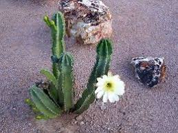 There are dozens of species of cactus in arizona. Image Result For Types Of Cactus In Arizona Cactus Types Cactus Plants Cactus