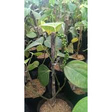 Ada beberapa manfaat lada hitam yang perlu anda ketahui seperti misalnya berpotensi melawan infeksi bakteri. Pokok Lada Hitam Buah Besar Shopee Malaysia