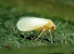 Fedex authorized shipcenter cape canaveral. Pest Control West Palm Beach Ambassador Pest Control