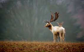 Wallpaper 1920x1200 Px Animals Antlers Babies Elk Fawn Fields Grass Horns Landscapes Nature Trees Wildlife 1920x1200 Wallbase 1690635 Hd Wallpapers Wallhere Download hd hd nature wallpapers best collection. 1920x1200 px animals antlers babies