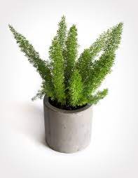 Foxtail Fern Flower Essence Best Flower Wallpaper
