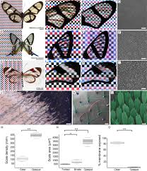 Its common name, to you and i, is the nightshade and it is highly poisonous. Developmental Cellular And Biochemical Basis Of Transparency In The Glasswing Butterfly Greta Oto Biorxiv