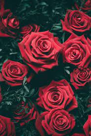 We did not find results for: Flowers Red And Aesthetic Image 7177363 On Favim Com