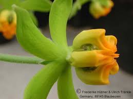 Image result for Stathmostelma