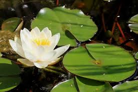 I fiori di loto più celebri sono bianchi o rosa. Fiore Di Loto Un Significato Che Non Ti Aspetti Il Fiore Di Francesco Marta