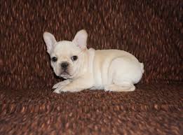 We have been breeding for over 14 years, and with experience comes knowledge for us to provide you! Cream French Bulldog Los Angeles Ca For Sale Pet Loan Available Here French Bulldog In Los Angeles